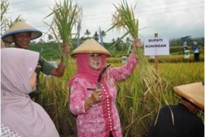 Panen Padi di Desa Cidahu Kecamatan Pasawahan